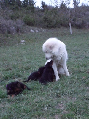 Des bergeres du mont angele - Les chiot et GINA Soum Du Prat d'Ourey