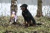  - Speciale de beauceron en helsinki 09/05/13