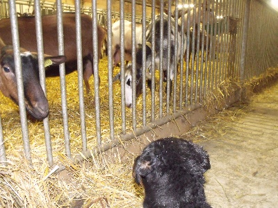 Des bergeres du mont angele - Les chiots et le troupeau