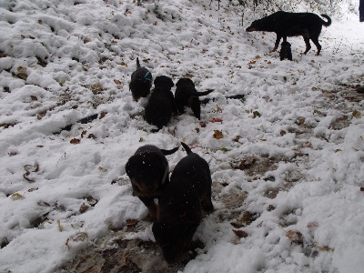 Des bergeres du mont angele - les chiots et la neige