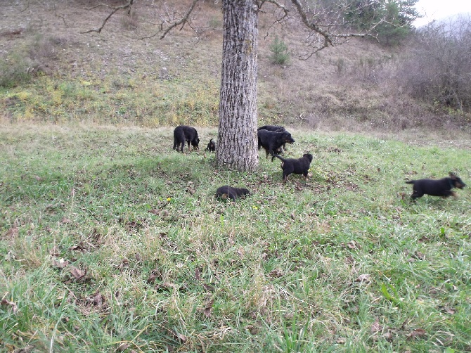 Des bergeres du mont angele - Les chiots et la meute