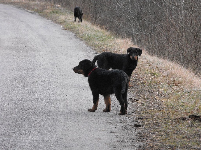 Des bergeres du mont angele - 2 males disponible