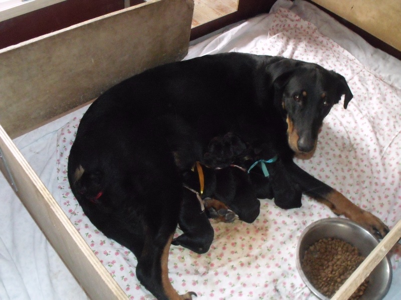 Chiot Berger de Beauce Des bergeres du mont angele